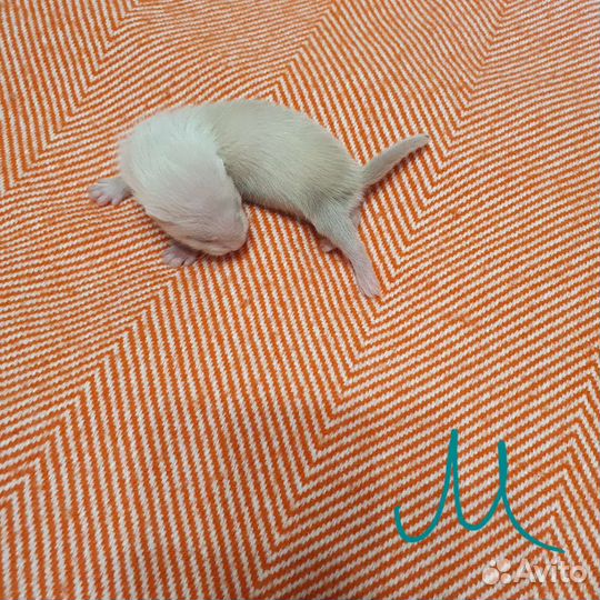 Щенки хорька