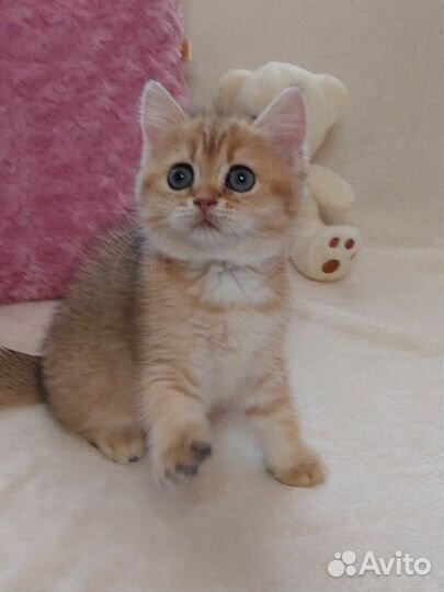 Золотая шиншилла девочка