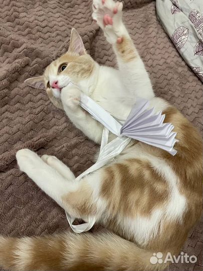 Котенок В очень добрые руки