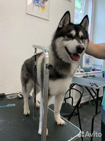 Груминг, Стрижка собак