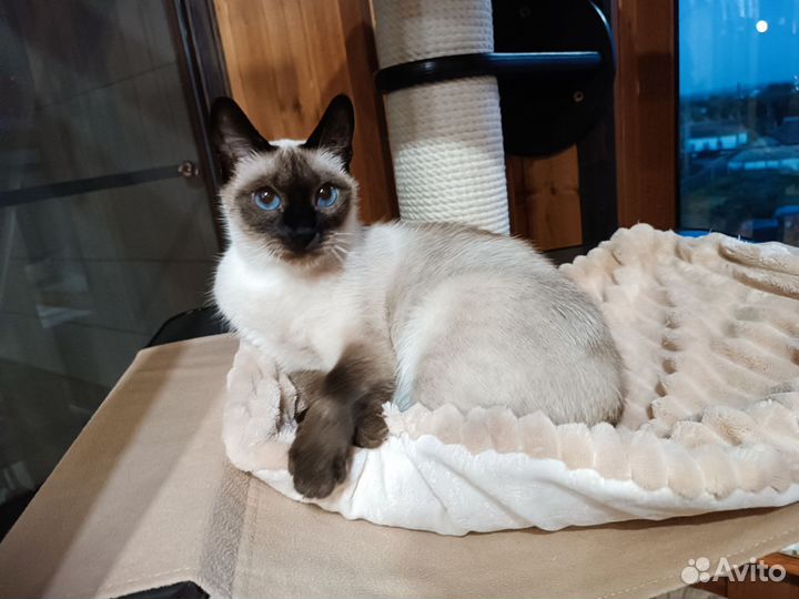 Тайская кошка в добрые руки