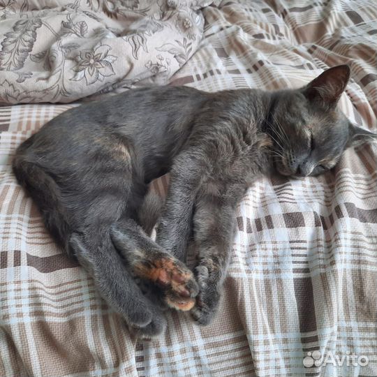 Котенок Моня в добрые руки