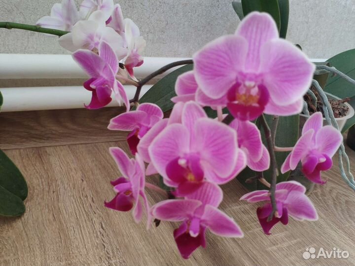 Орхидея фаленопсис мультифлора
