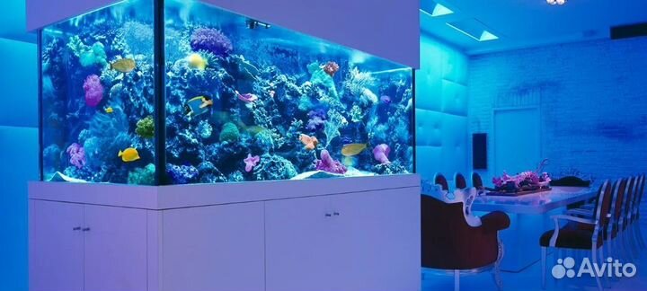 Запуск аквариума, аквариум