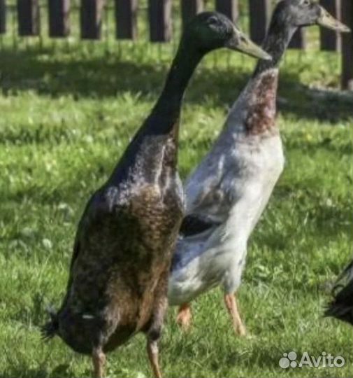 Утка индийский бегунок