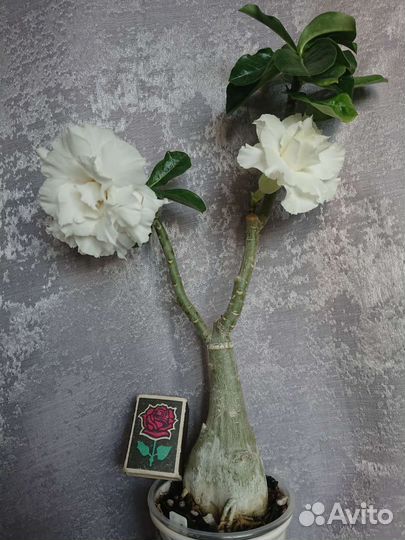 Адениум привитый