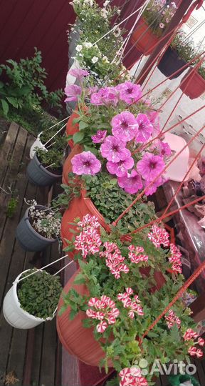 Петуния, вербена, дихондра, калибрахоа