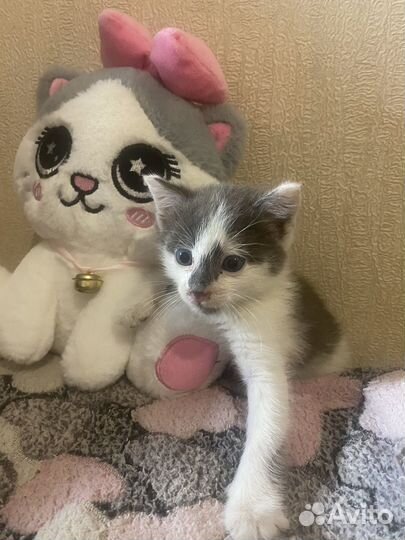 Котенок