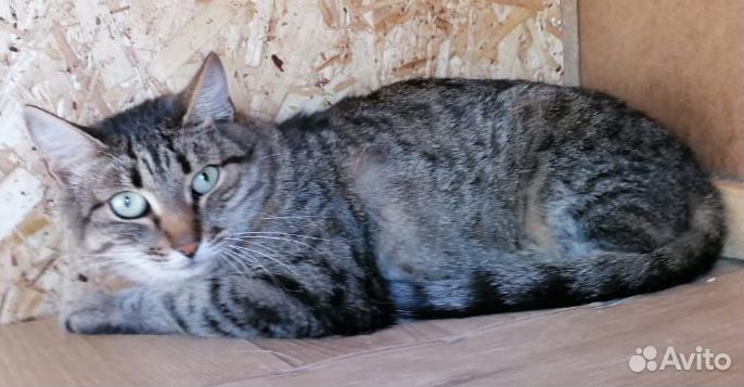 Полосатая кошка Жози, привита, стерилизована