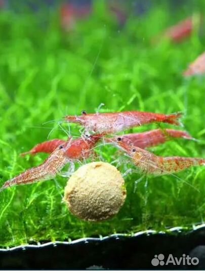 Аквариумные креветки