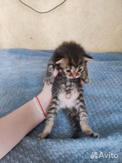Котята