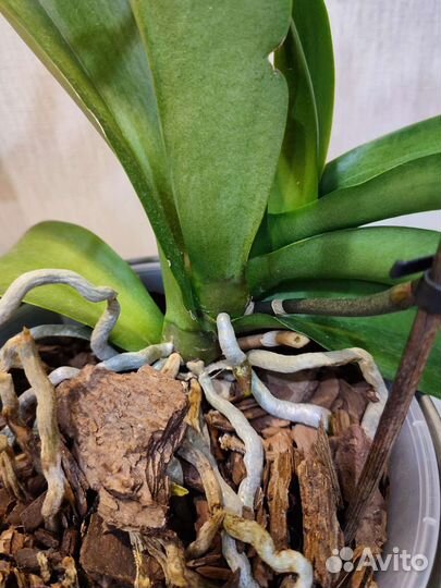 Орхидея фаленопсис