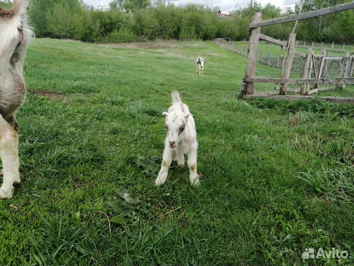 Козочки ламанча