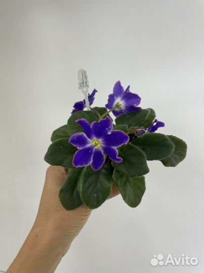 Цветущие фиалочки на подарок