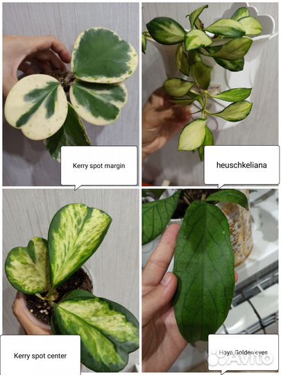 Хойи и дисхидии часть 2