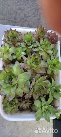 Молодило и нарцисы ранние