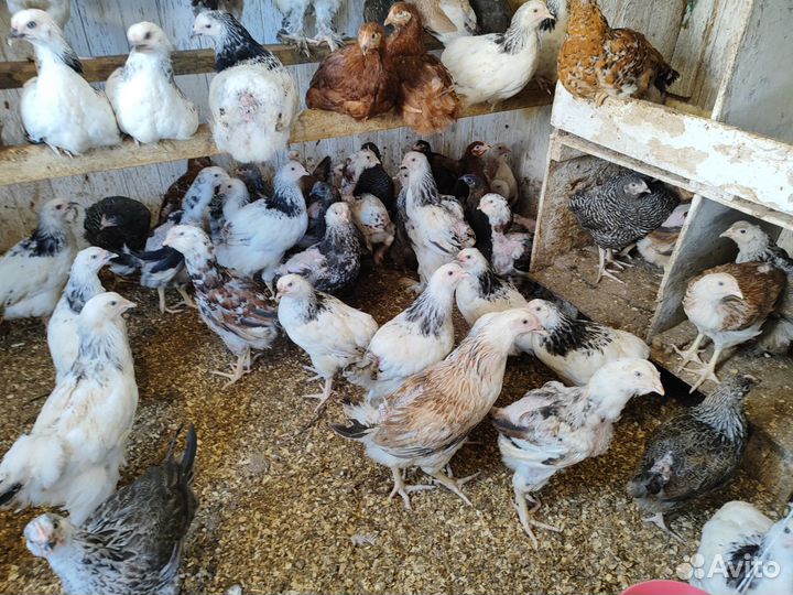 Куры молодки и цыплята породистые