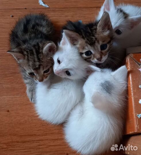 Кошки в добрые руки бесплатно
