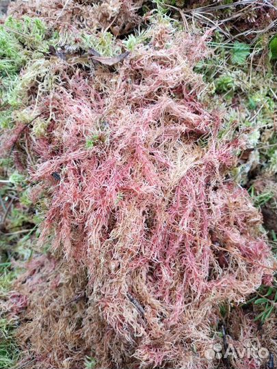 Мох болотный сфагнум красный