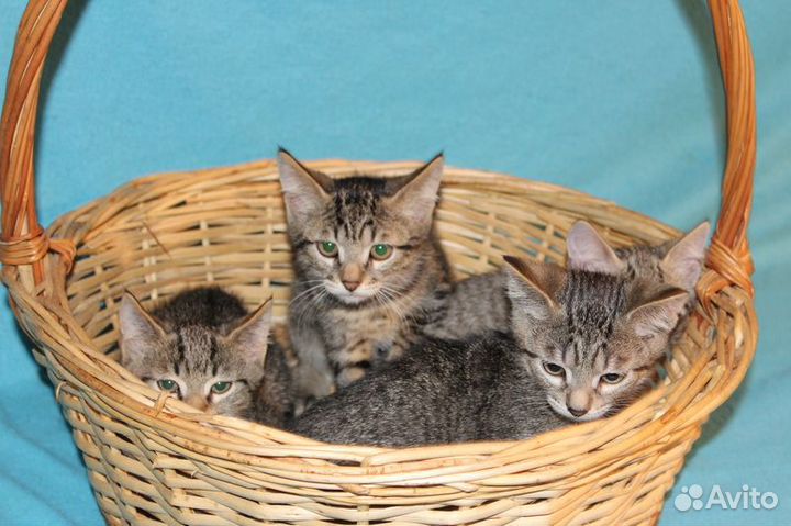 Полосатые котята в добрые руки