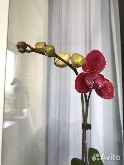 Орхидея фаленопсис Кимоно пелор, трилипс