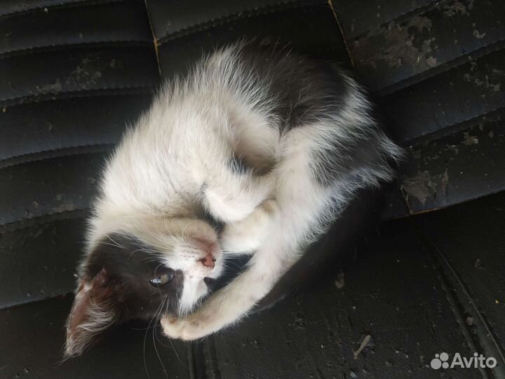 Кошка