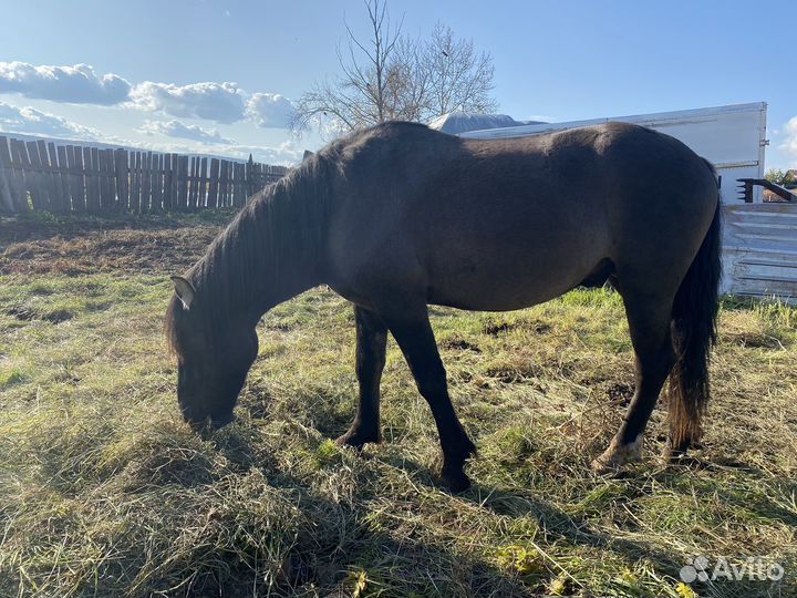 Продам жеребцов