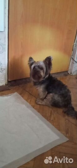 Мини йорик для вязки