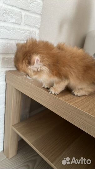 Котенок девочка 3 месяца золотая шиншилла