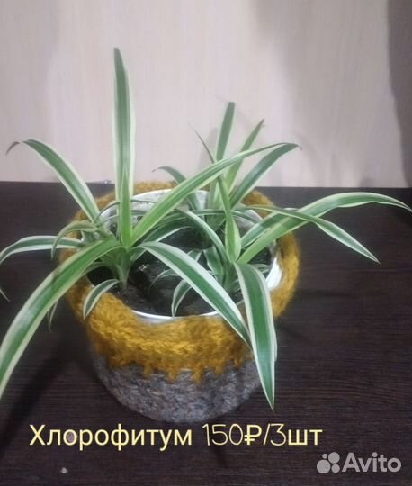 Хлорофитум