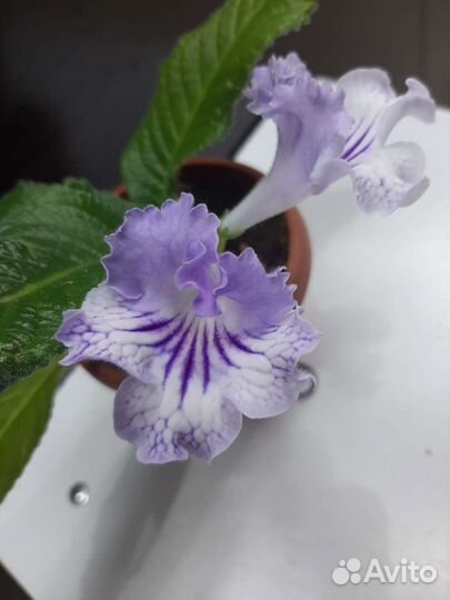 Стрептокарпусы