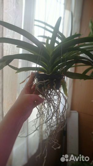 Орхидеи ванда, взрослые