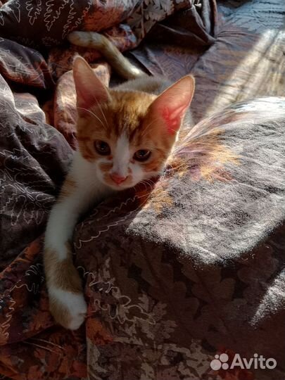 Кошка в дар бесплатно