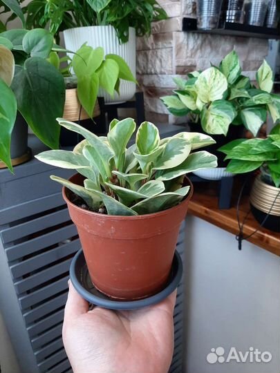 Филодендрон, Пеперомия, Эпипремнум, Плющ, Хойя