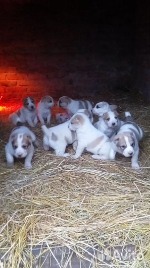 Среднеазиатская овчарка алабай щенки