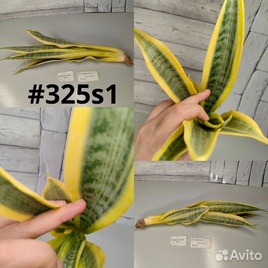 Сансевиерия yellow thrive и katana