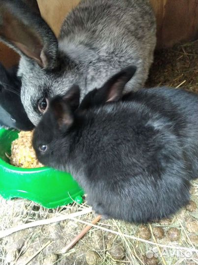 Кролики мясных пород. Продажа, обмен, мясо