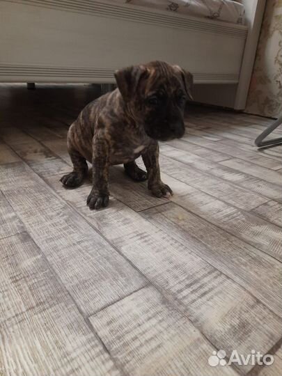 Щенки Питбуля