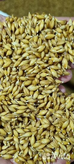 Солод ячменный