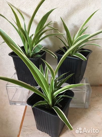 Хлорофитум