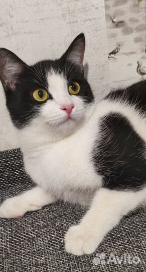 Кошечка в добрые руки