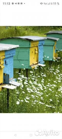 Улей с пчелами