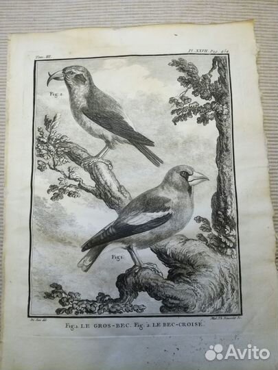 Виды Птиц, изд. 