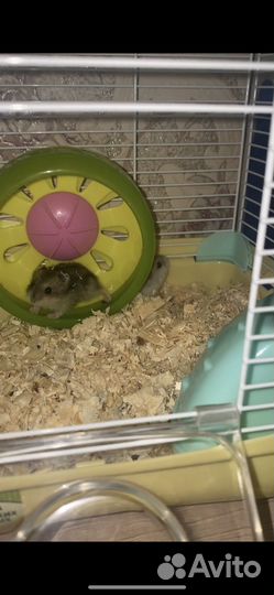 Джунгарский хомяк бесплатно