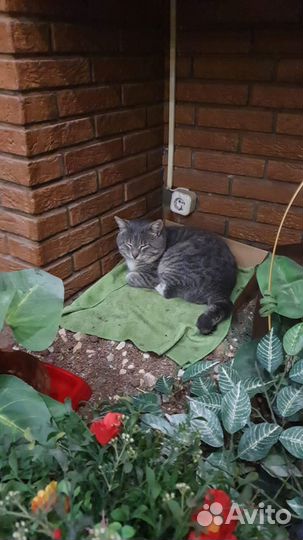 Особенный кот Борис Джонсон