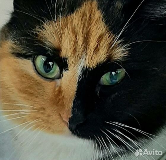 Кошки ищут дом