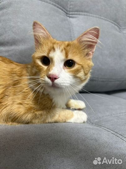 Котик Абрикос ищет любящих хозяев