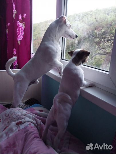 Кабель на вязку, на случку