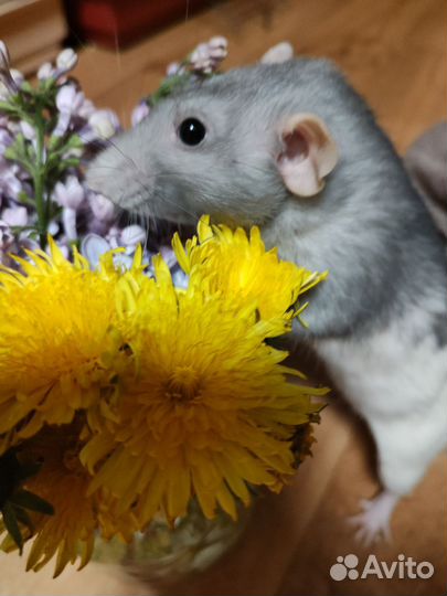 Крыса дамбо бесплатно с клеткой