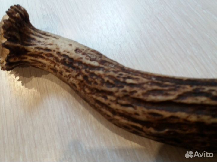 Рога для поделок